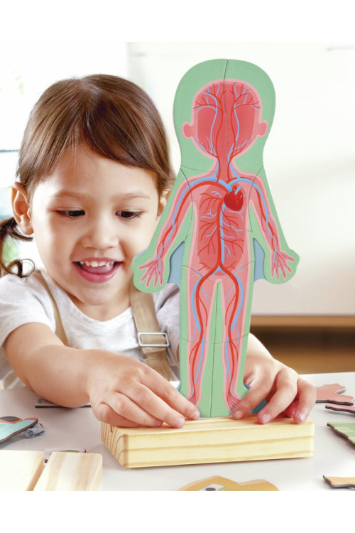 Rompecabezas magnético del cuerpo humano HAPE