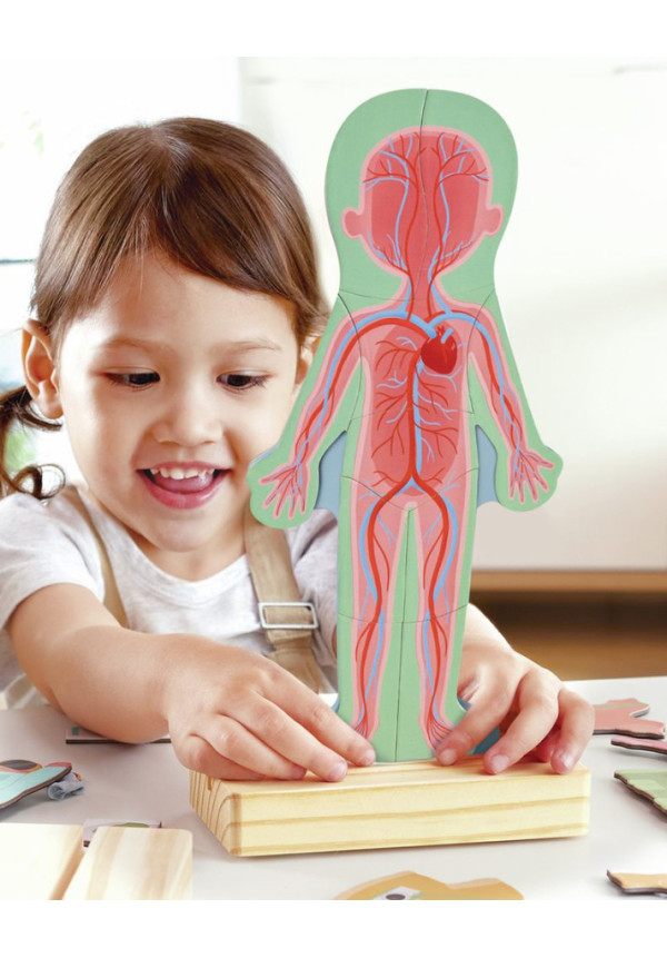 Rompecabezas magnético del cuerpo humano HAPE