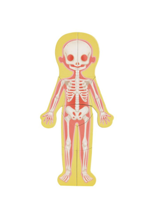 Rompecabezas magnético del cuerpo humano HAPE