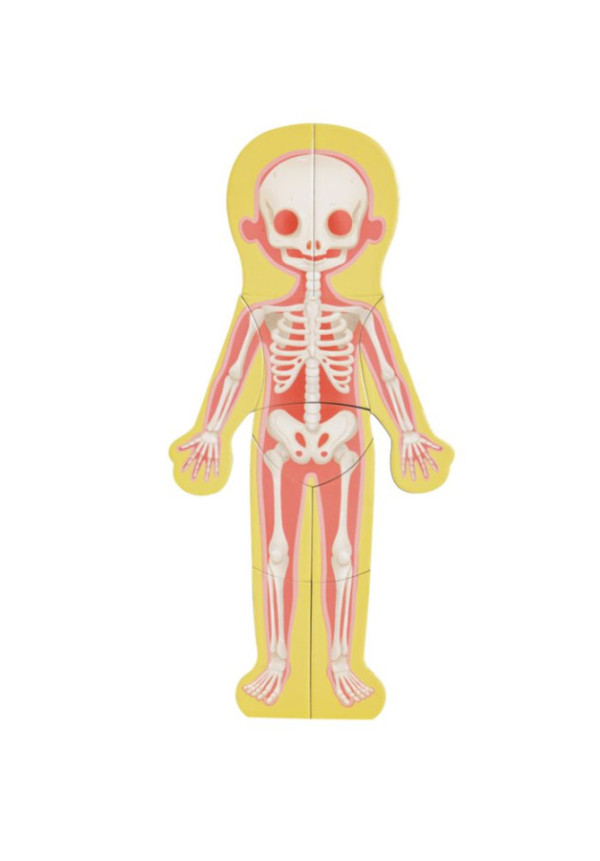 Rompecabezas magnético del cuerpo humano HAPE