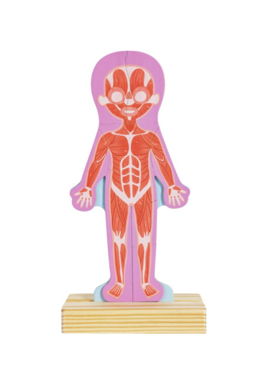 Rompecabezas magnético del cuerpo humano HAPE