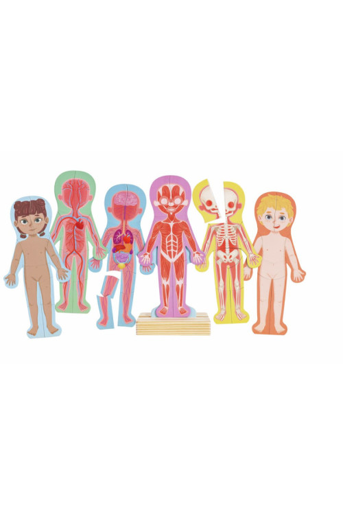 Rompecabezas magnético del cuerpo humano HAPE