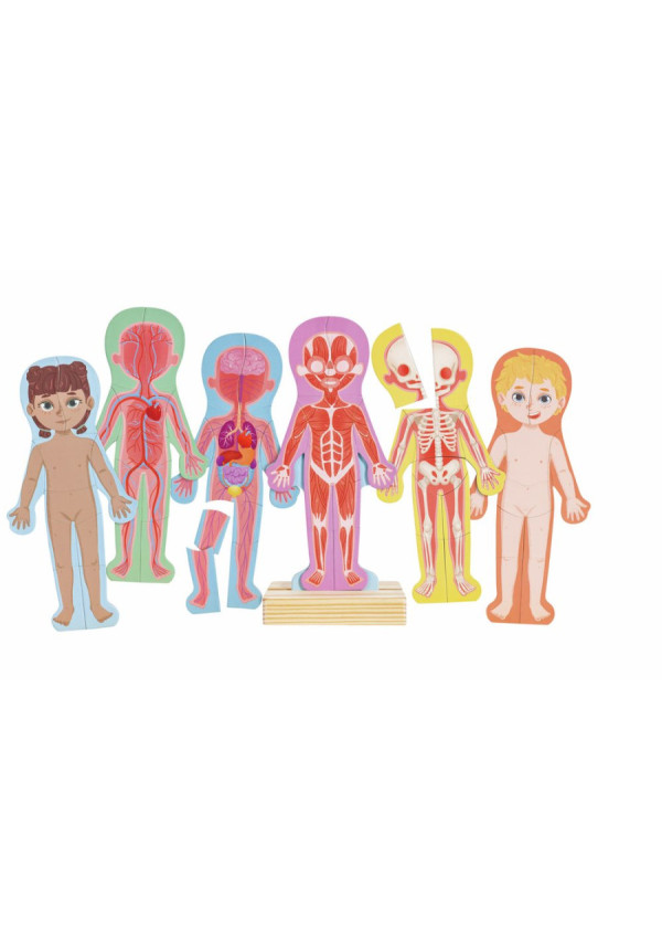Rompecabezas magnético del cuerpo humano HAPE