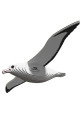 Royal albatross EUGY DODOLAND